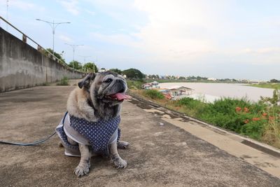 Dog looking at camera against sky