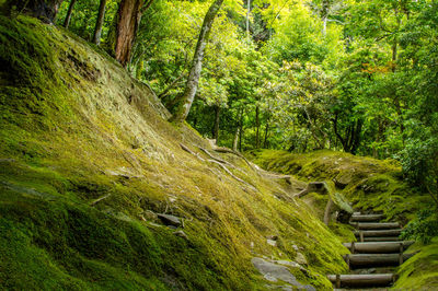Steps amidst trees in forest