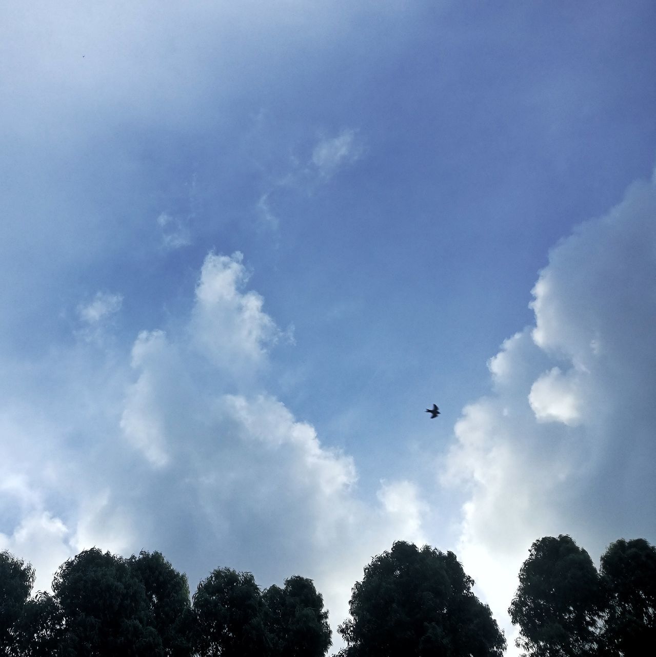 flying, tree, mid-air, sky, low angle view, cloud - sky, day, outdoors, bird, no people, nature, animal themes, one animal, animals in the wild, parachute, beauty in nature, paragliding