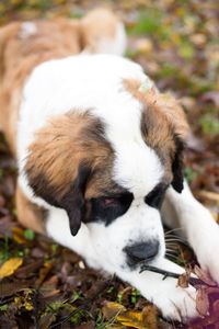 Close-up of dog