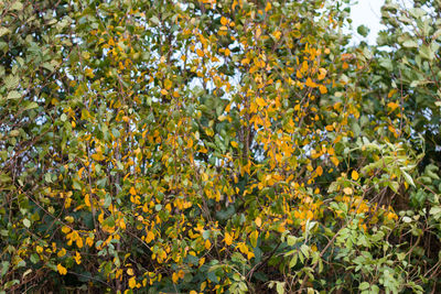 Close-up of yellow flowers blooming outdoors