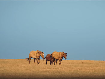 Horses on field against clear sky