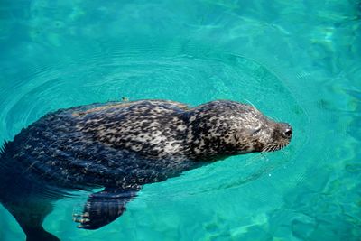 Close-up of seal swimming in water