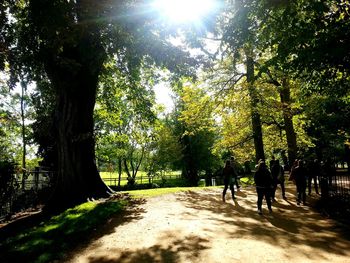 Pathway along trees