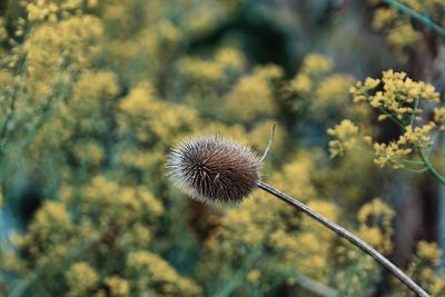 Close-up of dandelion on plant