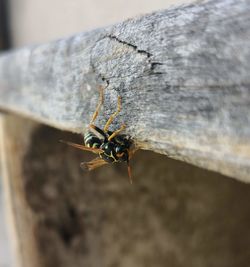 Close-up of insect on wall