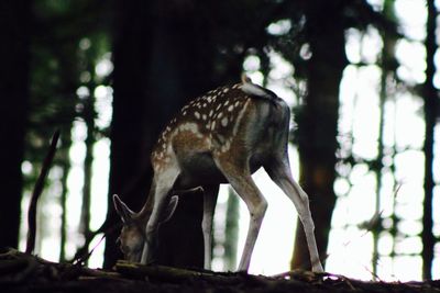 Close-up of an animal