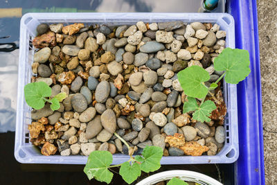 High angle view of pebbles in container