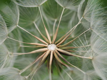 Close-up of dandelion on plant