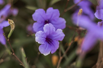 Close-up of purple flowering plant