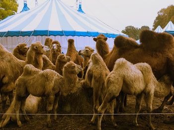 Sheep on field against sky