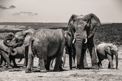 View of elephant on field against sky