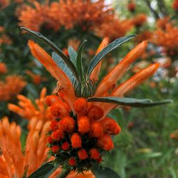 Close-up of red flowering plant