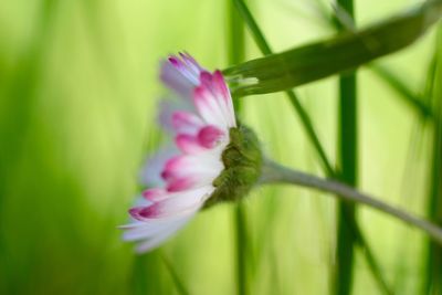 Close-up of pink flowers