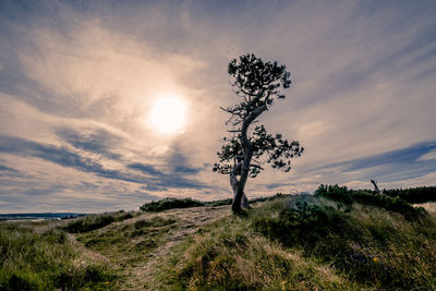 Tree on field against sky