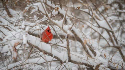 Bird perching on branch