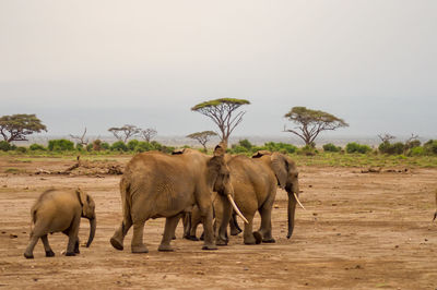 Elephants walking on landscape against sky