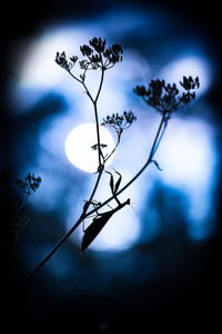 Low angle view of silhouette flowering plant against sky