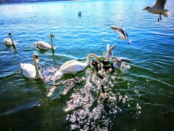 Swans swimming in lake