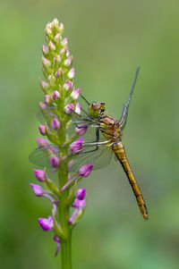 Close-up of dragonfly on flower buds