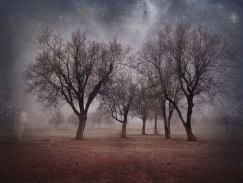 Bare trees on field during foggy weather