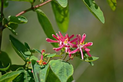 Close-up of pink flowers