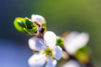 Close-up of insect on bud