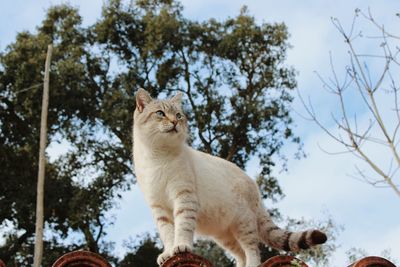White cat on the roof
