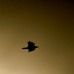 Low angle view of silhouette bird flying in sky