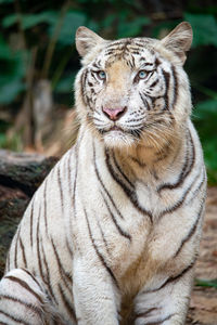 Portrait of a white tiger.