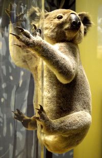 Brown koala gripping on pole