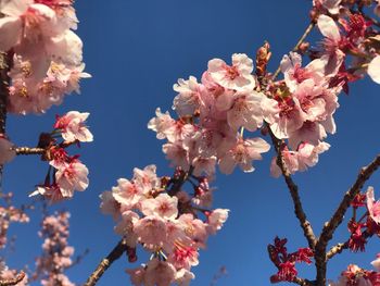 Low angle view of cherry blossoms against sky