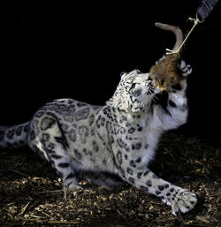 A close up of a snow leopard eating breakfast at a zoo with a partial black background.