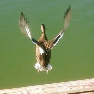 Close-up of seagull flying