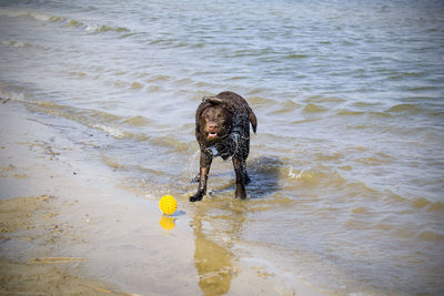 Dog with ball on beach