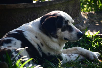 Close-up of dog on field