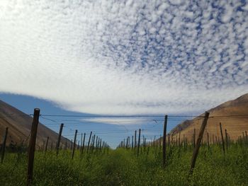 Scenic view of grassy field against cloudy sky