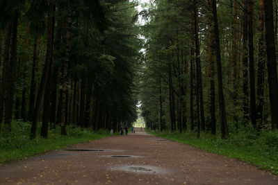 Road amidst trees in forest