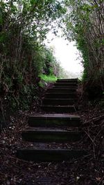 Low angle view of steps amidst trees on field in forest