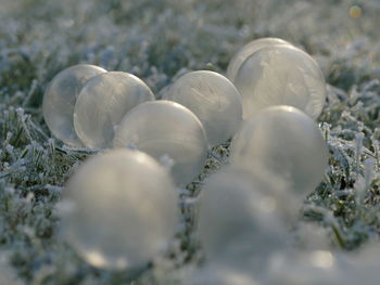 Close-up of shells