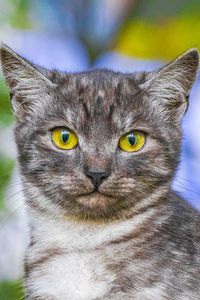 Close-up portrait of cat