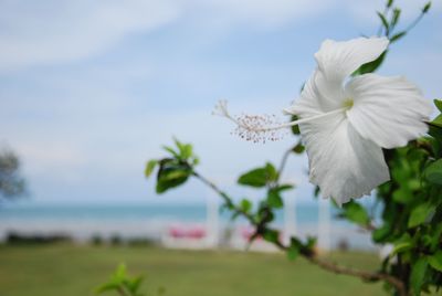 Close-up of white flower