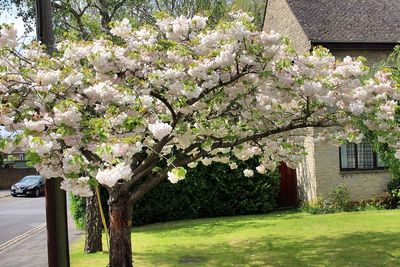 Flowers growing on tree