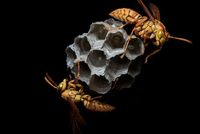 Close-up of bee on dry leaf against black background