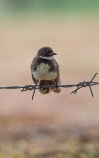 Close-up of bird perching on barbed wire