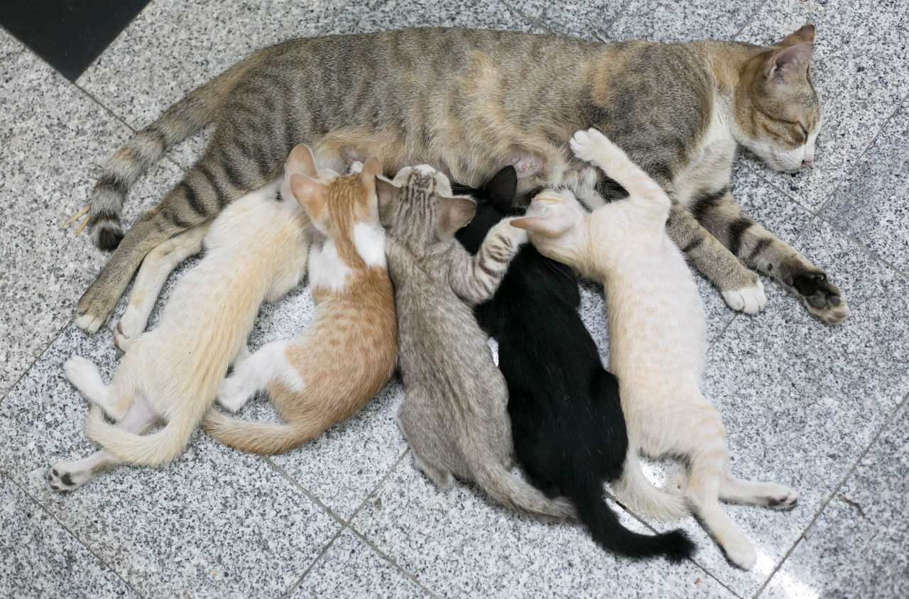 HIGH ANGLE VIEW OF CATS SLEEPING