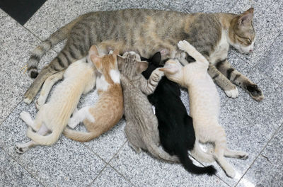 High angle view of cat sleeping on tiled floor