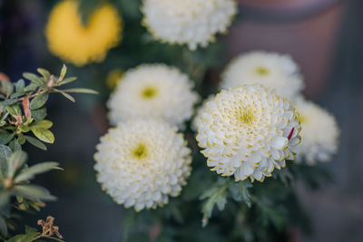 Close-up of white flowering plant