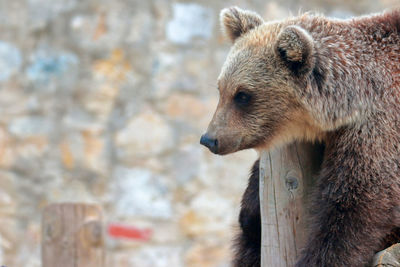 Close-up of bear on field