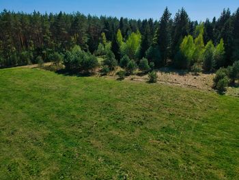 Scenic view of grassy field